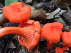 Cantharellus cinnabarinus