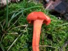 Cantharellus cinnabarinus