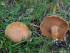 Chalciporus piperatus