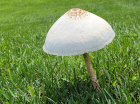 Chlorophyllum molybdites