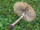 Chlorophyllum molybdites