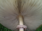 Chlorophyllum molybdites