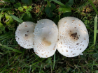 Chlorophyllum molybdites