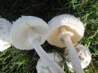 Chlorophyllum molybdites