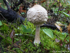 Chlorophyllum rhacodes