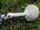 Chlorophyllum rhacodes