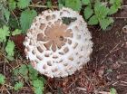 Chlorophyllum rhacodes