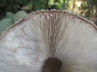 Chlorophyllum rhacodes