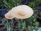 Clitocybe gibba