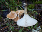 Clitocybe gibba