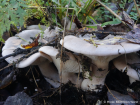 Clitocybe nebularis