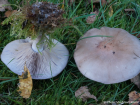 Clitocybe nuda