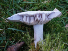 Clitocybe nuda