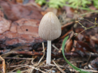 Coprinellus xanthothrix