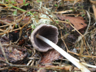 Coprinellus xanthothrix