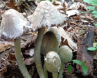 Coprinopsis variegata