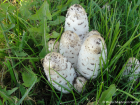 Coprinus comatus