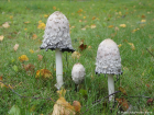 Coprinus comatus