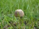 Coprinus plicatilis