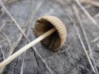 Coprinus plicatilis