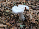 Cortinarius alboviolaceus