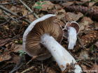 Cortinarius alboviolaceus