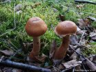 Cortinarius armillatus