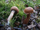 Cortinarius armillatus