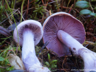 Cortinarius camphoratus