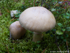 Cortinarius caperatus