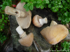 Cortinarius caperatus