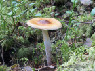 Cortinarius collinitus