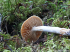 Cortinarius collinitus