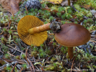 Cortinarius croceus