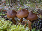 Cortinarius croceus