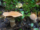 Cortinarius laniger