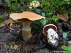 Cortinarius laniger