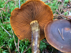 Cortinarius malicorius