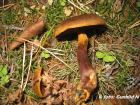 Cortinarius malicorius