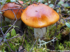 Cortinarius mucosus