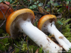 Cortinarius mucosus