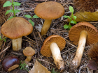 Cortinarius orellanus