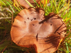 Cortinarius orellanus