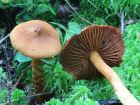 Cortinarius rubellus