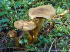 Cortinarius semisanguineus