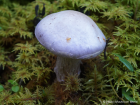 Cortinarius traganus