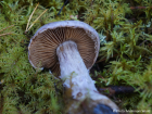 Cortinarius traganus