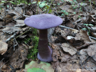 Cortinarius violaceus