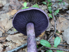 Cortinarius violaceus