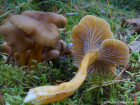 Craterellus tubaeformis